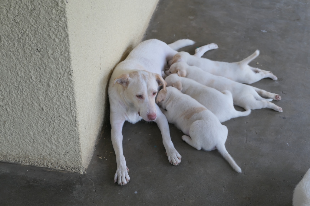 a large white dog nursing four white puppies